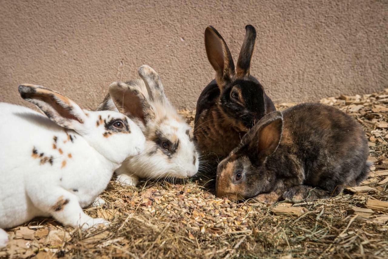 Pension Schrempfgut フラッハウ エクステリア 写真