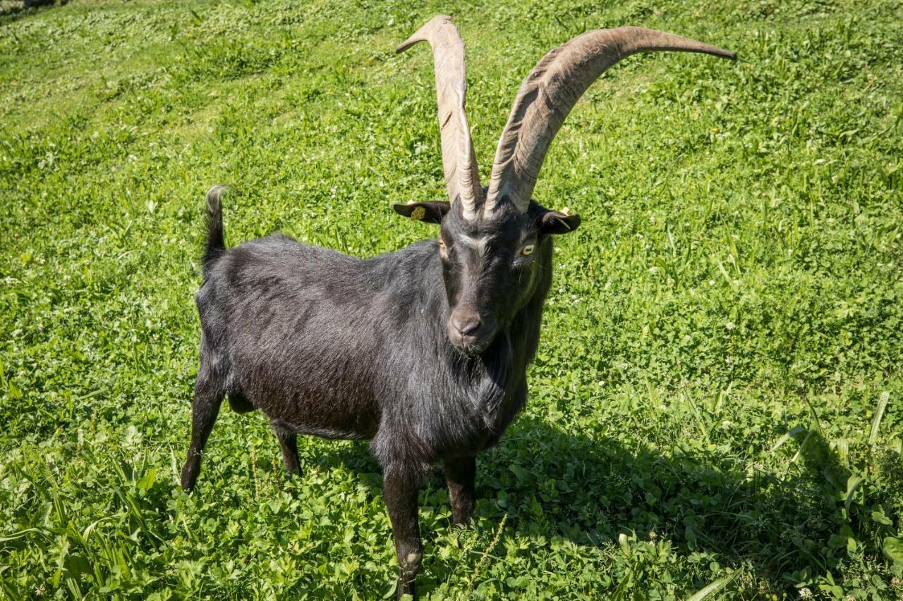 Pension Schrempfgut フラッハウ エクステリア 写真